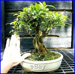 Golden Gate Ficus Indoor Bonsai Tree Tropical Import GGF-515A