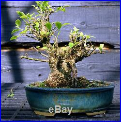 Golden Gate Ficus Indoor Bonsai Tree Tropical Import GGF-807A
