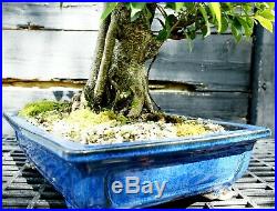 Golden Gate Ficus Indoor Specimen Bonsai Tree Tropical Import GGFST-515A