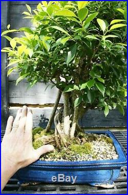 Golden Gate Ficus Indoor Specimen Bonsai Tree Tropical Import GGFST-515A
