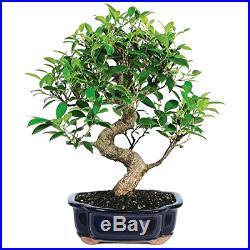 Golden Gate Ficus indoor Bonsai Tree Medium Tropical Live Plant Gift Idea
