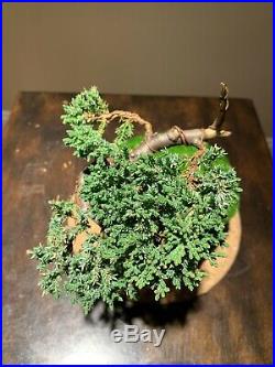 Gorgeous Little Mame/shohin Procumbens Nana Juniper Bonsai Tree Ready For A Pot