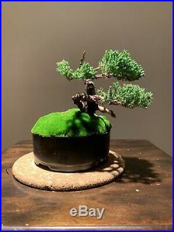 Gorgeous Little Mame/shohin Procumbens Nana Juniper Bonsai Tree Ready For A Pot