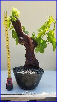 Grape Vine (Vanessa)Bonsai Tree (Fruit Tree), Sale