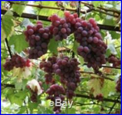 Grape Vine (Vanessa)Bonsai Tree (Fruit Tree), Sale