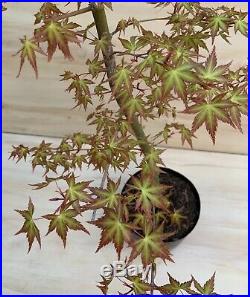 Green Japanese Maple Bonsai Tree Thick Trunk Momiji Nebari Beautiful Leaf