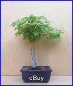 Green Japanese Maple Pre Bonsai Tree Acer Palmatum Thick Trunk Shohin Nebari