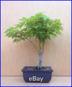 Green Japanese Maple Pre Bonsai Tree Acer Palmatum Thick Trunk Shohin Nebari