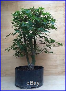 Green Japanese Maple Pre Bonsai Tree Big Thick Twin Trunk Specimen Momiji Sokan