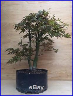 Green Japanese Maple Pre Bonsai Tree Big Thick Twin Trunk Specimen Momiji Sokan