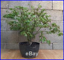 Green Japanese Maple Specimen Huge ELEVEN Trunks Bonsai Tree Momiji Nebari HTF