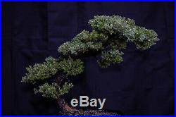 Green Mound Juniper Bonsai Tree