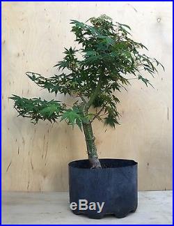 Green japanese maple bonsai tree Big Thick Trunk Specimen Momiji