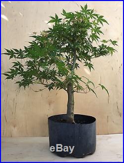 Green japanese maple bonsai tree Big Thick Trunk Specimen Momiji