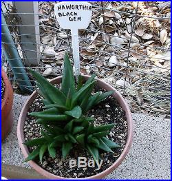 HAWORTHIA BLACK GEM SUCCULENT IN A 3-1/2 POT RARE & UNIQUE PLANT # 7