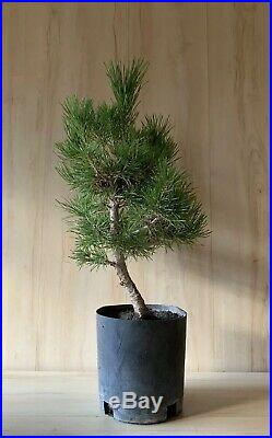 HTF Dwarf Cork Bark Japanese Black Pine Pre Bonsai Thick Trunk Pinus Thunbergii
