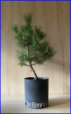 HTF Dwarf Cork Bark Japanese Black Pine Pre Bonsai Thick Trunk Pinus Thunbergii