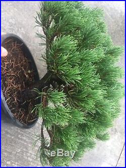HTF Dwarf'Mops' Mugo Pine Evergreen Pre Bonsai Tree True Dwarf BIG Thick Trunk