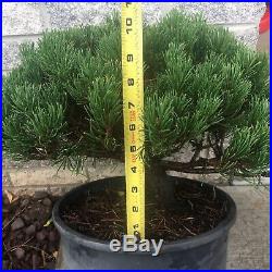 HTF Dwarf'Mops' Mugo Pine Evergreen Pre Bonsai Tree True Dwarf BIG Thick Trunk