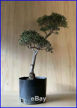 HTF Dwarf Olive Bonsai Tree Thick Trunk Evergreen Gray Kifu Olea