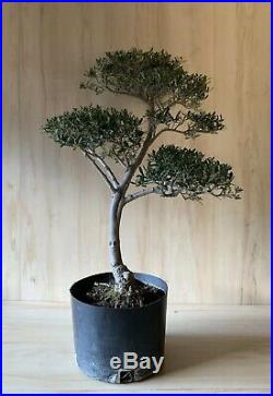 HTF Dwarf Olive Bonsai Tree Thick Trunk Evergreen Gray Kifu Olea