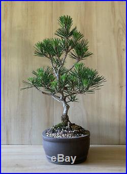 HTF Dwarf Specimen Japanese Black Pine Bonsai Mini Evergreen Thick Trunk RARE