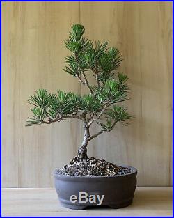 HTF Dwarf Specimen Japanese Black Pine Bonsai Mini Evergreen Thick Trunk RARE