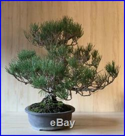 HTF Old Dwarf Cork Bark Japanese Black Pine SPECIMEN Bonsai Tree BIG Thunbergii