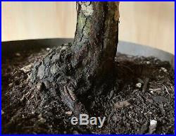 HTF Specimen Aptos Blue Redwood Bonsai Tree BiIG Thick Barky Trunk Evergreen