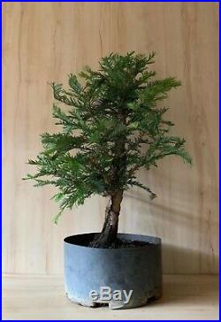 HTF Specimen Aptos Blue Redwood Bonsai Tree BiIG Thick Barky Trunk Evergreen