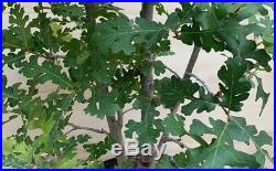 HTF Specimen California Valley Oak Pre Bonsai Tree Multi Trunk Quercus Lobata