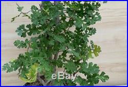 HTF Specimen California Valley Oak Pre Bonsai Tree Multi Trunk Quercus Lobata