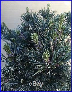 HTF True Dwarf Nana Japanese White Pine Pre Bonsai Big Thick Evergreen 5 Needle
