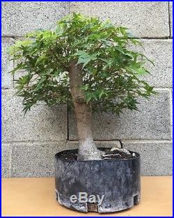 HUGE Japanese Green Maple Bonsai Tree Big Thick Trunk Kifu Nebari Specimen