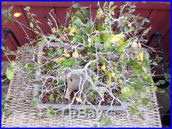 Hackberry Bonsai Specimen Celtis laevigata