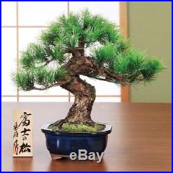 Hand craft Bonsai Replica Mt. Fuji Pine tree Matsu Good fortune SuzukiToyoha 989
