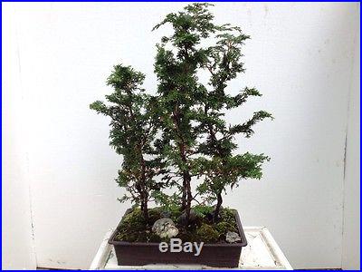 Hanoki forest. Bonsai 5 trees. 2' tall plastic bonsai pot