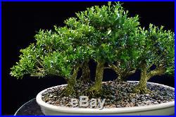 Harland Boxwood Bonsai 5 Tree Forest Planting Outdoor/Indoor HB5G-717A