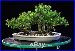 Harland Boxwood Bonsai 5 Tree Forest Planting Outdoor/Indoor HB5G-717A