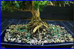 Harlandi Boxwood Bonsai Tree HB-1029G