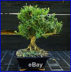 Harlandi Boxwood Bonsai Tree HB-1029G