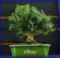 Harlandi Boxwood Bonsai Tree HB-1029I