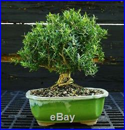 Harlandi Boxwood Bonsai Tree HB-1029I