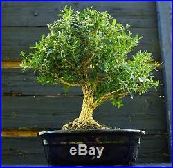 Harlandi Boxwood Bonsai Tree HB-1029L