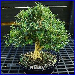 Harlandi Boxwood Bonsai Tree HB-1029L