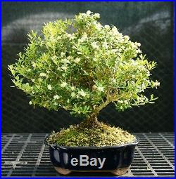 Harlandi Boxwood Bonsai Tree HB-128A