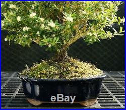 Harlandi Boxwood Bonsai Tree HB-128A