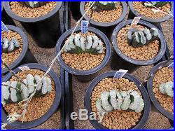 Haworthia truncata seeds, 20 freshly harvest seeds from very choice selection