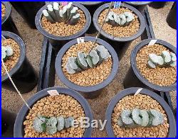 Haworthia truncata seeds from very choice selection, pack of 20 seeds
