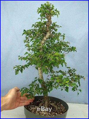 Hawthorn Fruiting/Flowering Bonsai Tree Rare Species! Like maple or crabapple